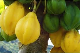 Olahan Carica Dieng,  Alternatif Usaha Prospek Cerah