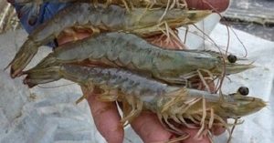 PTPN IX Gandeng Pasdesa Dukung Santri Budi Daya Udang