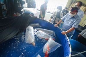 Peternak Ikan Hias Diminta Berkontribusi Perkuat Perekonomian