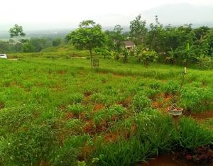 Kebijakan Hilirisasi Dorong Petani Solok Ekspor Minyak Sereh Wangi