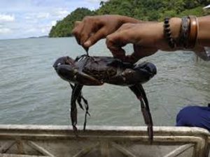 UMKM Manokwari Ekspor Kepiting Bakau ke Singapura