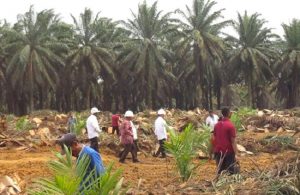 PTPN Targetkan Remajaan Kelapa Sawit Rakyat 223.719 Hektare