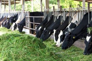 Fakultas Peternakan UGM Hasilkan Rumput Gama Umami
