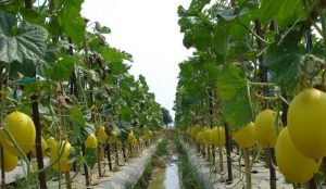 Peluang dan Potensi Besar Industri Agro Membesar