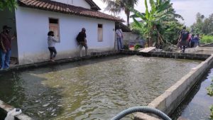Pokdakan Cupangsari Budidayakan Cupang dan Lele