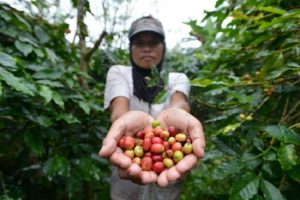 Animo Bisnis Kopi di Jabar Meningkat Pesat