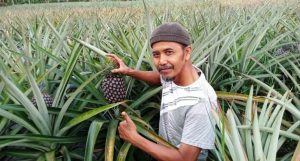 Nanas Subang Tetap Tangguh di Tengah Pandemi