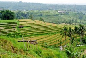 Sektor Pertanian Indonesia Punya Peluang dari Relokasi Pabrik AS dari Tiongkok