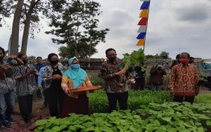 Petani Kota Bangkit (3) Gerakan Ketahanan Pangan Kampung Markisa Yogyakarta