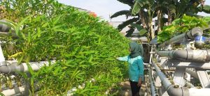 Petani Kota Bangkit (1) Latifah dari Pesanggarahan, Jakarta, Gagas Olahan dari Sayur