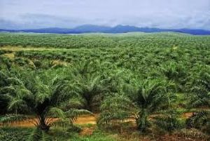 Butuh Tambahan Lahan, Program Biodiesel Ancam Luasan Hutan Tersisa