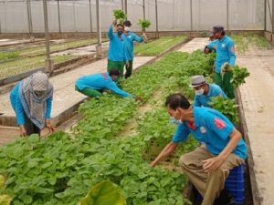 Panen Serentak “Urban Farming” Jakarta Ditargetkan 63 Ton