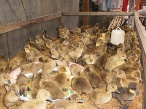 Peternak Bebek Pemalang Butuh Modal dan Pendampingan