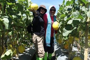 Cilegon Hadirkan Wisata Petik Melon