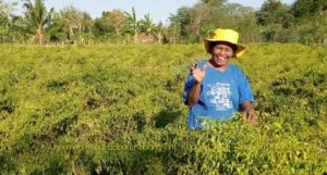 Petani NTT Sukses Tanam Cabai di Lahan Kering dan Berbatu