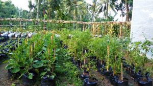Perkarangan Pangan Lestari Dorong Petani Perkuat Ketahanan Pangan