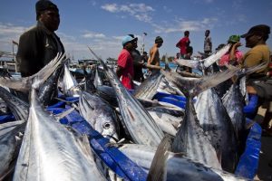 Inilah Daerah-daerah Penghasil Ikan Terbesar di Indonesia