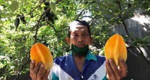 Petani Belimbing Jagakarsa  Ini Meraup Puluhan Rupiah Sekali Panen