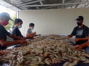 Pembudidaya Kepulauan Seribu Panen Udang Vaname 1,5 Ton