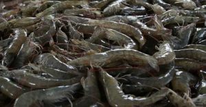 Ekspor Ikan dan Udang Sumut Tembus 281, 786 Juta Dolar AS