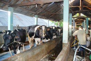 Kemitraan Topang Peternak Sapi Perah Lumajang Bertahan di Tengah Pandemi