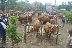Dukung Ketahanan Pangan, Peternak Milenial NTT Ikut Pelatihan