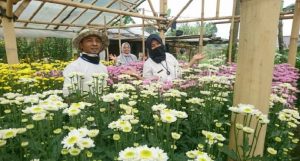 Poktan Mandiri dari Cianjur Budidayakan Lettuce dan Krisan untuk Pasar Nasional