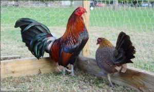 Ayam Kate, Hewan Hias Imut Penyejuk Mata