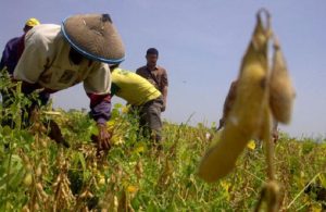 Agar Kedelai lokal Punya Daya Saing, Perlu Aturan HPP