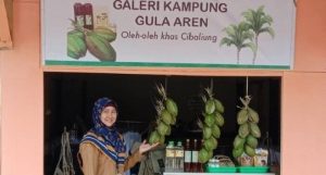 Berkah Kawung untuk Warga Cibaliung, Pandeglang