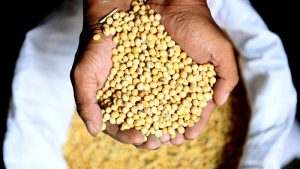 Peneliti CIPS Desak Pemerintah Fokus Meningkatkan Produktivitas dan Kualitas Kedelai