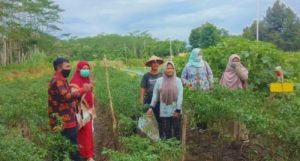 Mamak Sulthon Sulap Lahan Rawa untuk Budi Daya Cabai dan Sayuran