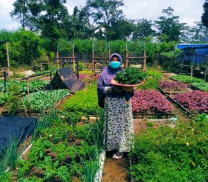 Dalam Lima Tahun Ditargetkan Tercipta 2,5 Juta Petani Milenial Baru