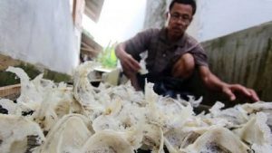 2020, Indonesia Ekspor Sarang Burung Walet Senilai Rp28,9 Triliun.