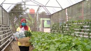 Kelompok Pemuda Mandiri Berdayakan Warga Lewat Pertanian Kota