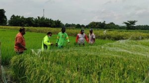 Petani Desa Bangkok, Kediri Beralih ke Pertanian Organik