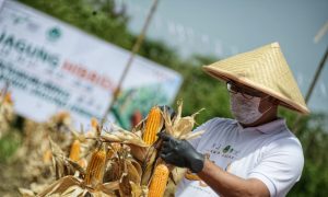 Disediakan Lahan, Pemprov Jabar Siapkan 5.000 Milenial Jadi Petani