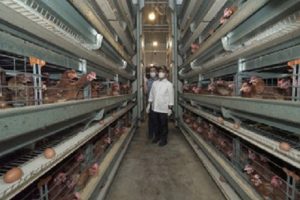 Wijoyo Farm, Peternakan Ramah Lingkungan di Banyuwangi
