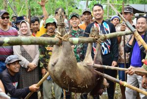 Berburu Hami Babi, Bukan Tradisi Memusnahkan