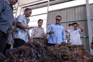 Rumput Laut Batam Tembus Pasar Tiongkok dan Jepang