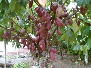 Harga Cokelat Merosot, Ribuan Petani Gayo Lues  Merana