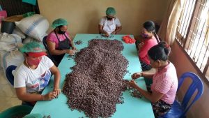 Koperasi Kerta Semaya Samaniya, Ekspor Kakao ke Mancanegara