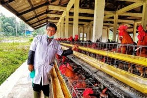 Indonesia Ekspor Perdana Unggas ke Qatar 3, 29 Ton