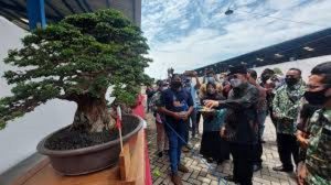 Pedagang Tanaman Bonsai Sidorajo Raih Ratusan Juta Rupiah di Tengah Pandemi