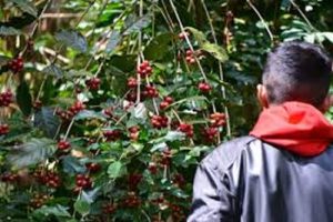 Masih Hadapi Kendala, Nilai Ekspor Kopi Capai 821, 9 Juta Dolar AS pada 2020