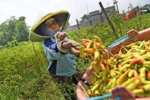 Peneliti CIPS Sarankan KUR Sektor Pertanian Ditingkatkan