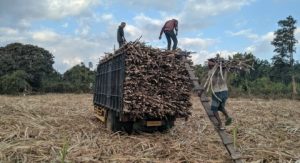 Swasembada Gula Konsumsi dengan Dukungan Pengelolaan Data Daring