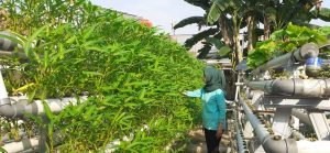 Pemprov  DKI Jakarta Beri Intensif bagi Pelaku “Urban Farming”