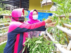 Peluang Usaha “Urban Farming” di Jakarta Masih Terbuka Lebar
