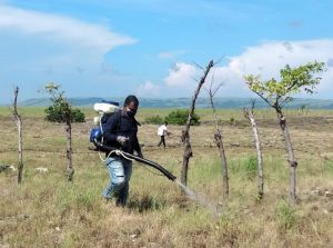 Hama Belalang Ancam Jagung di Sumba Tengah